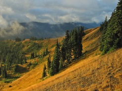 Future Washington Forests